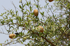 Balanites roxburghii